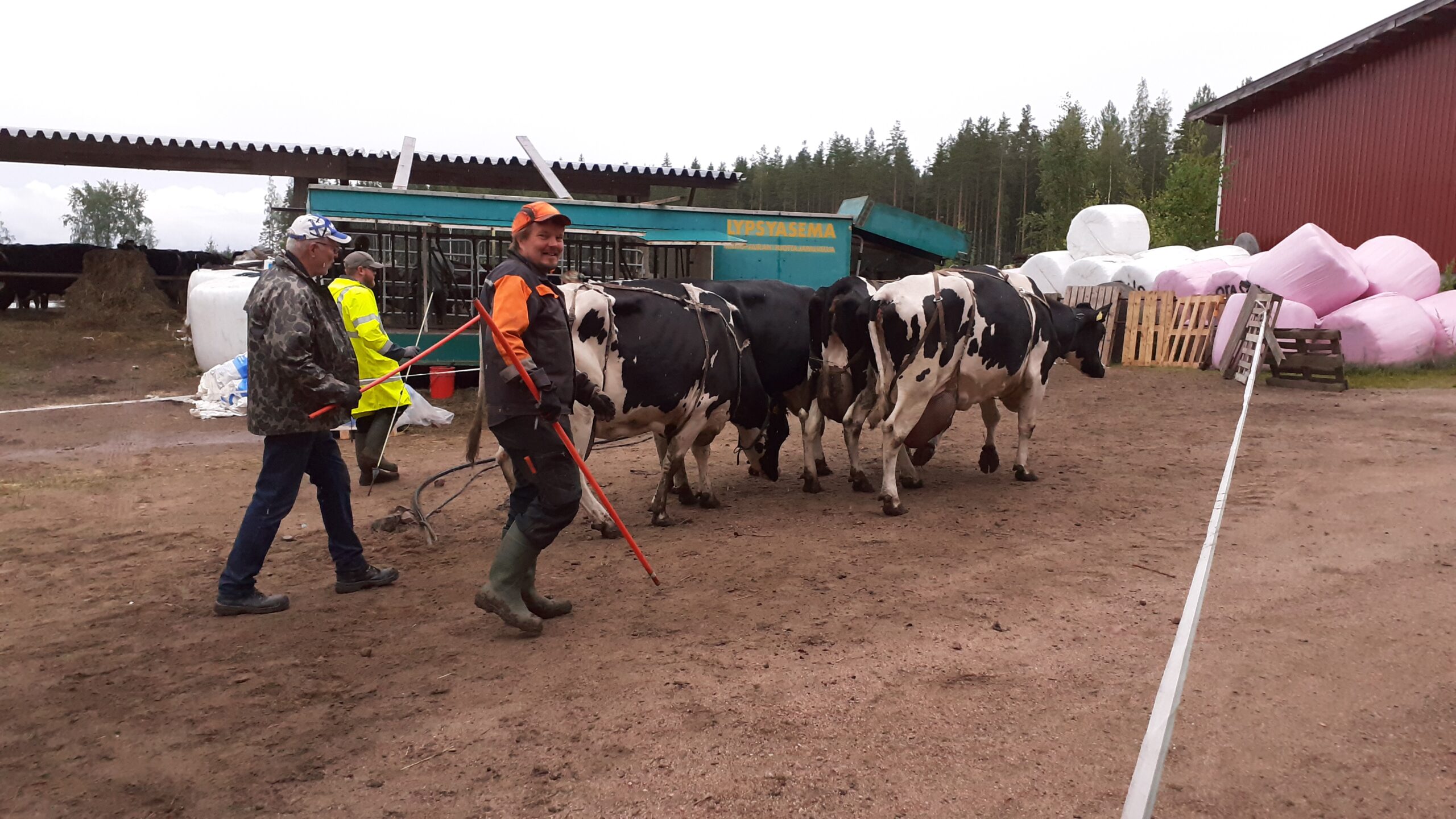 Neljän ryhmissä Valion siirrettävälle lypsyasemalle